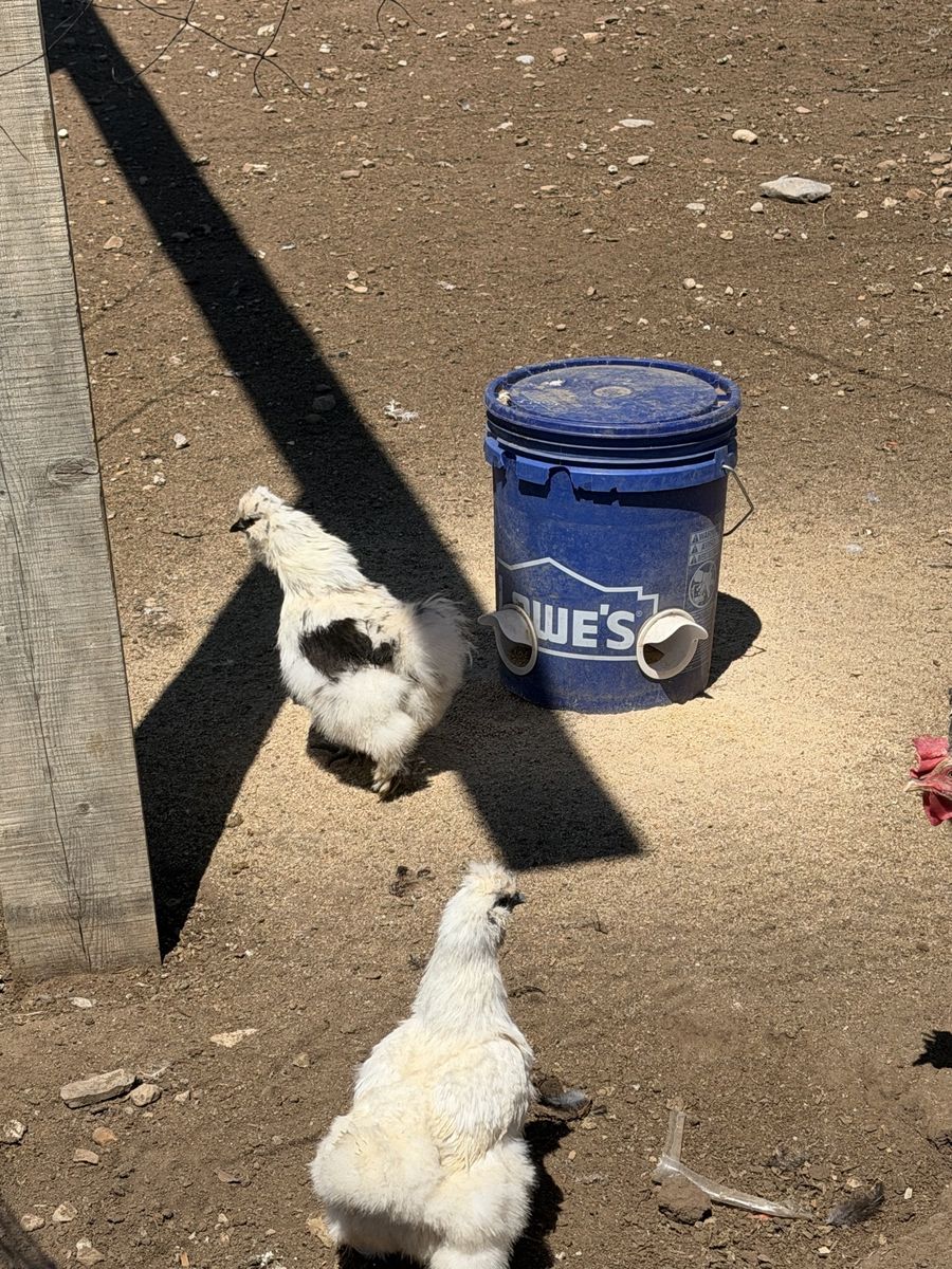 Silkie Chickens