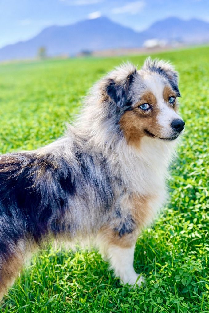 ASDR Toy Australian Shepherd