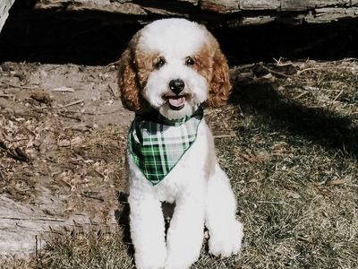 12 Pound Parti Poodle Stud