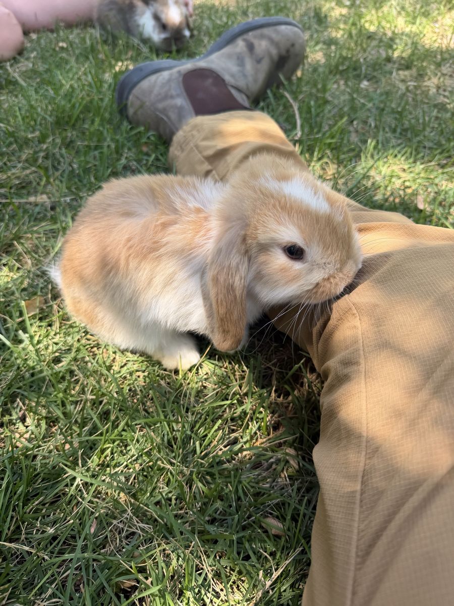 Pedigreed Holland Lop Bunny Rabbit - Light Orange and White