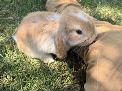 Pedigreed Holland Lop Bunny Rabbit - Light Orange and White
