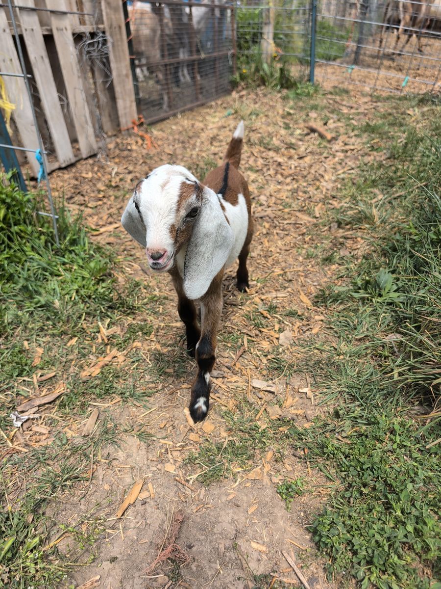 Nubian Goat Buckling