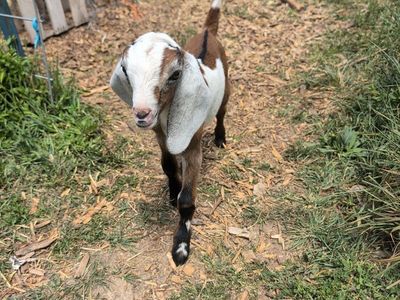 Nubian Goat Buckling