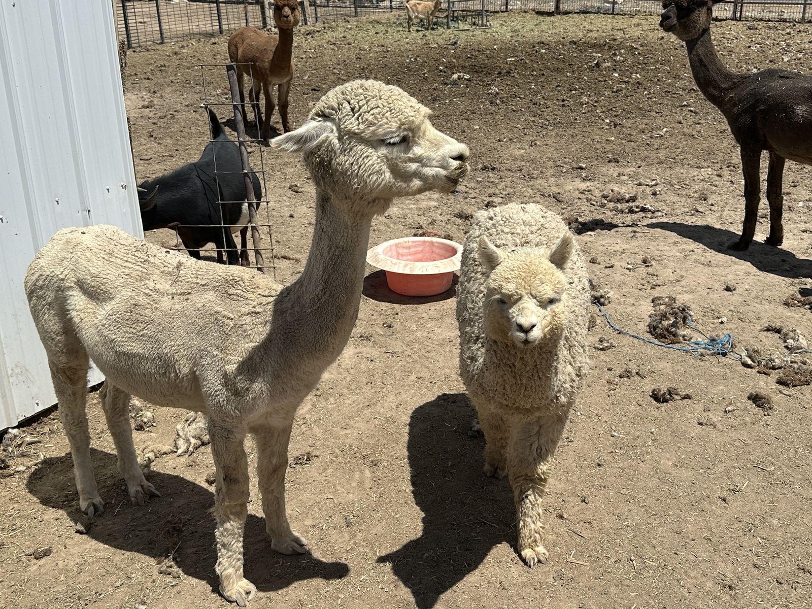 White baby alpaca