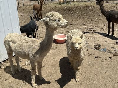 White baby alpaca