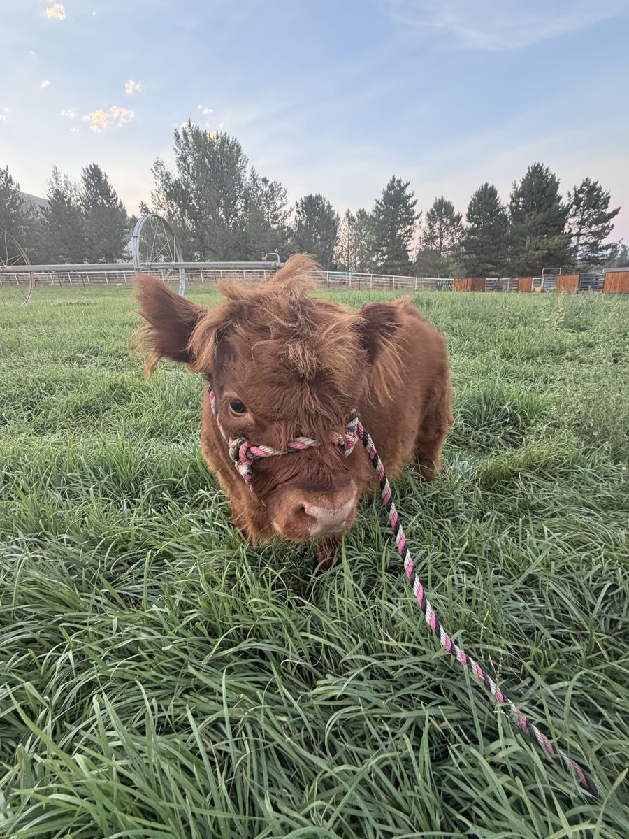 Micro/mini highland heifer calf