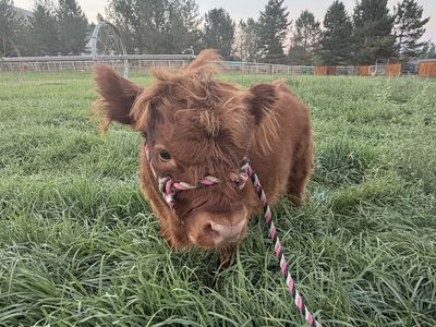 Micro/mini highland heifer calf