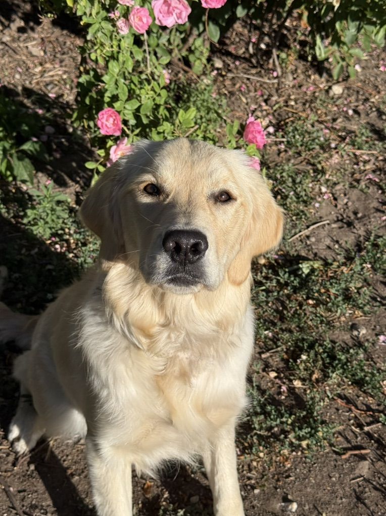 Fully Trained Golden Retriever