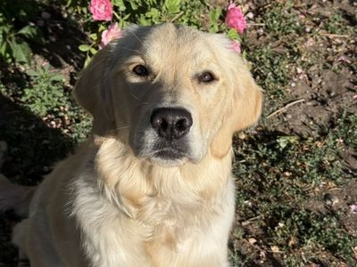 Fully Trained Golden Retriever