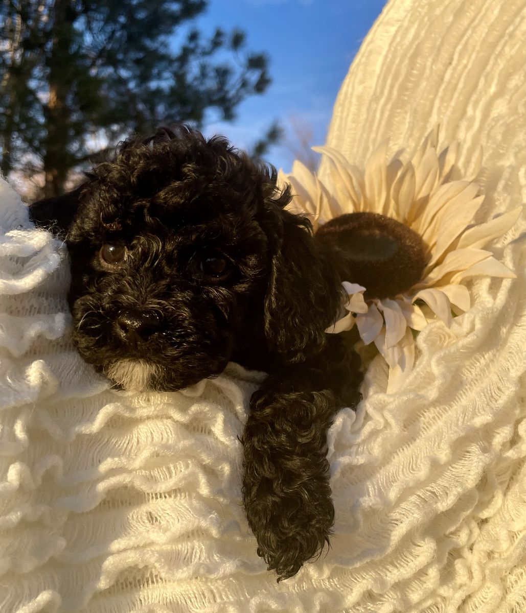 Gorgeous Cavapoo puppy-beautiful calm loving puppy