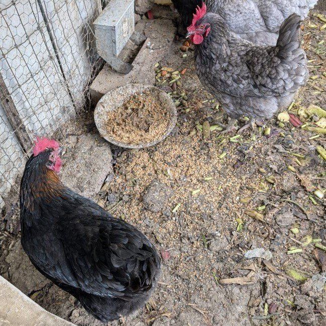 Young prolific layer chickens