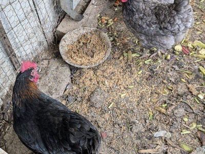 Young prolific layer chickens