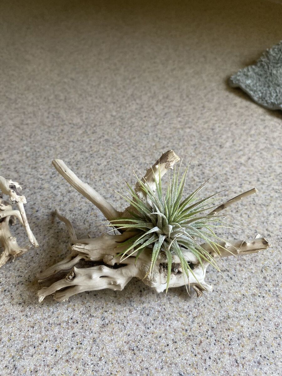 Real air plant with driftwood