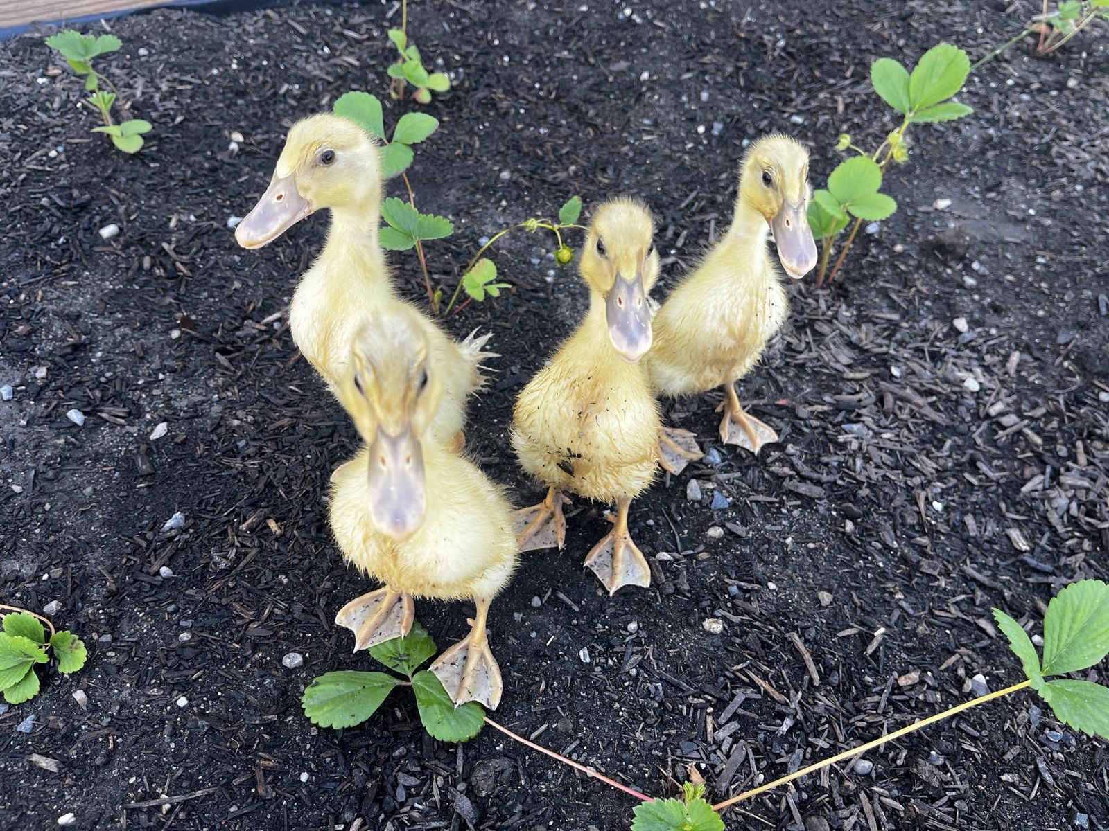 4 Ducklings FREE MUST GO
