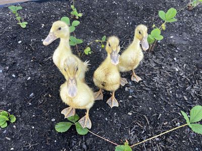 4 Ducklings FREE MUST GO