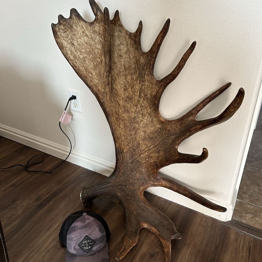 Alaskan moose antlers