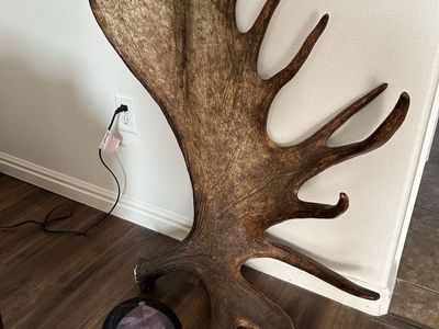 Alaskan moose antlers