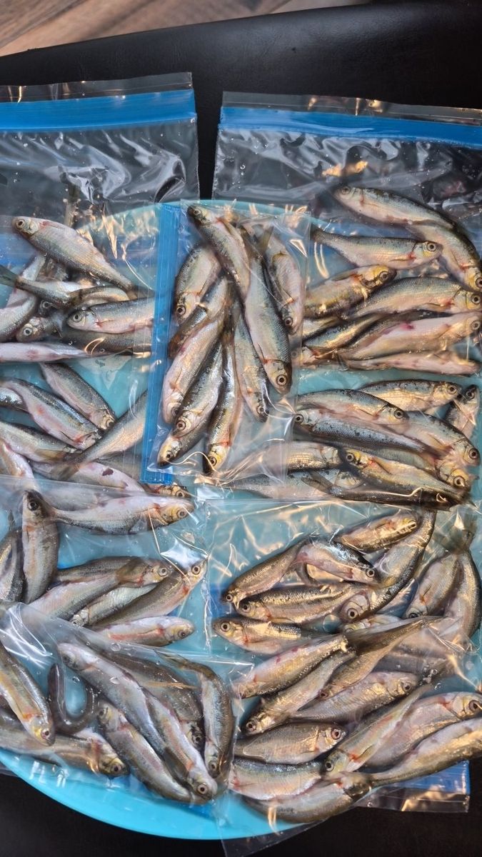 frozen minnows fish bait $5 per pack of 10