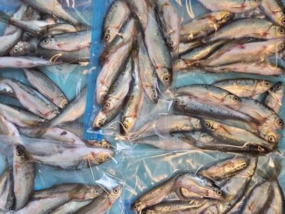 frozen minnows fish bait $5 per pack of 10