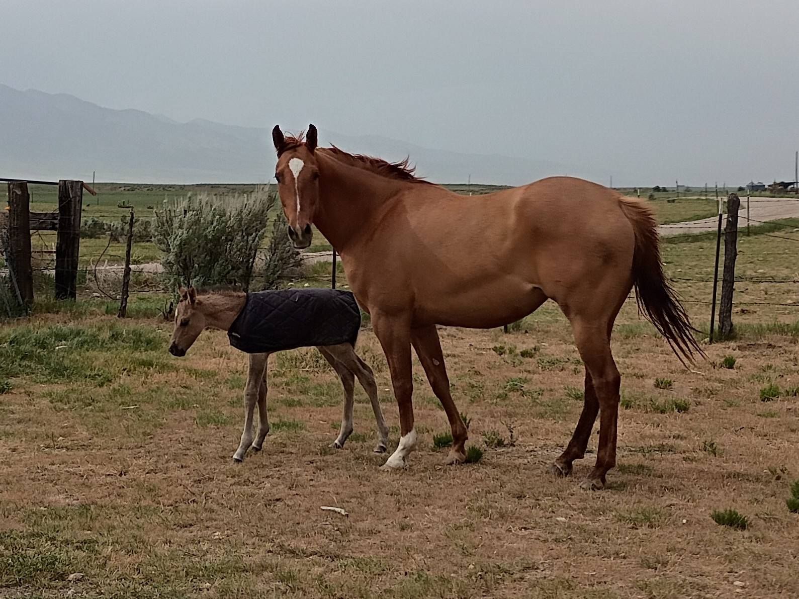 Homozygous Dun AQHA Grulla Colt