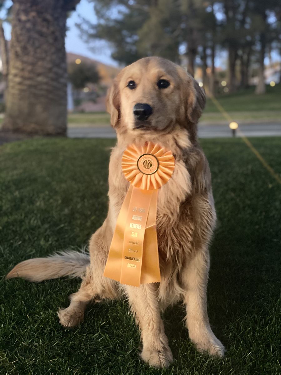 PROVEN AKC GOLDEN RETRIEVER STUD