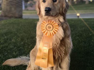 PROVEN AKC GOLDEN RETRIEVER STUD