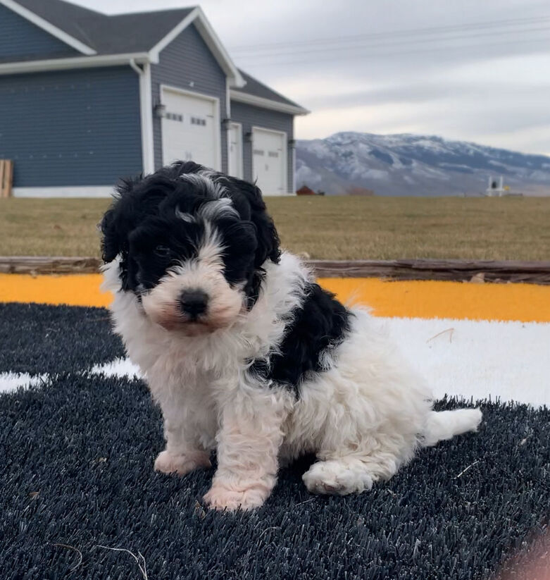 Mini-Bernedoodle puppy, female