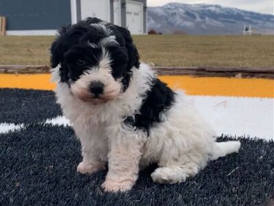 Mini-Bernedoodle puppy, female