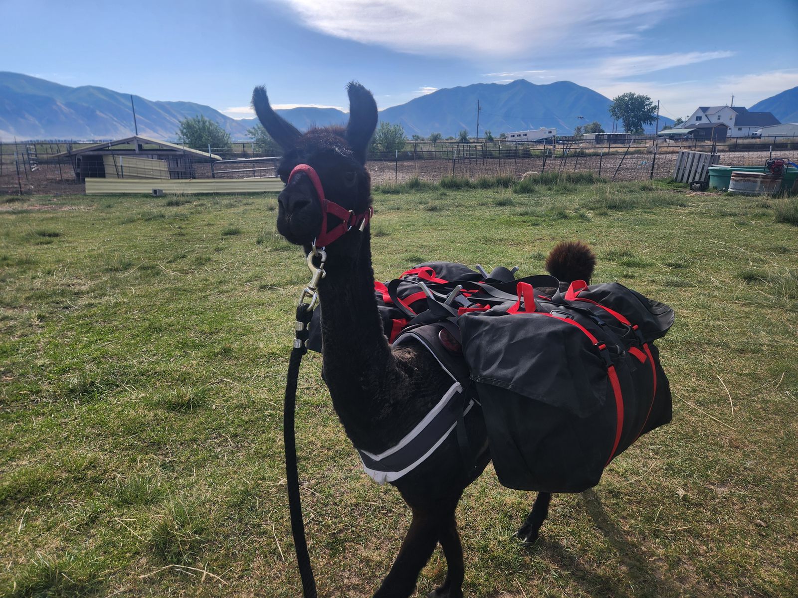 Pack Llamas