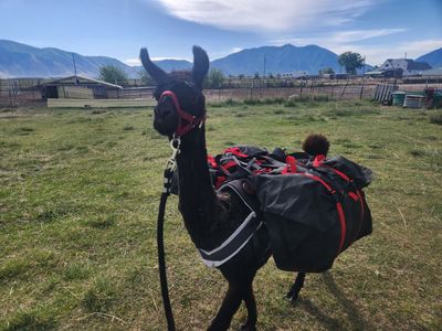 Pack Llamas