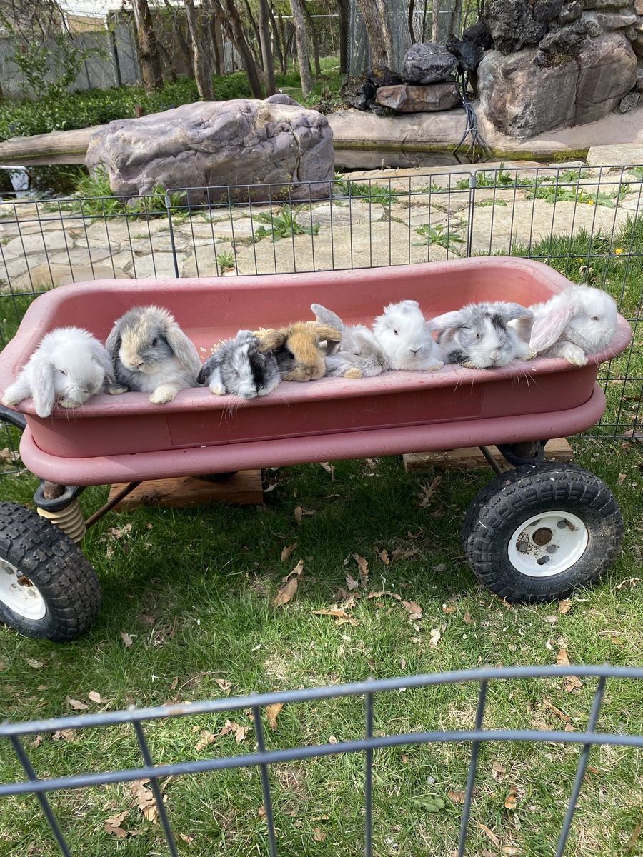 Purebred Half Pedigreed Holland Lops