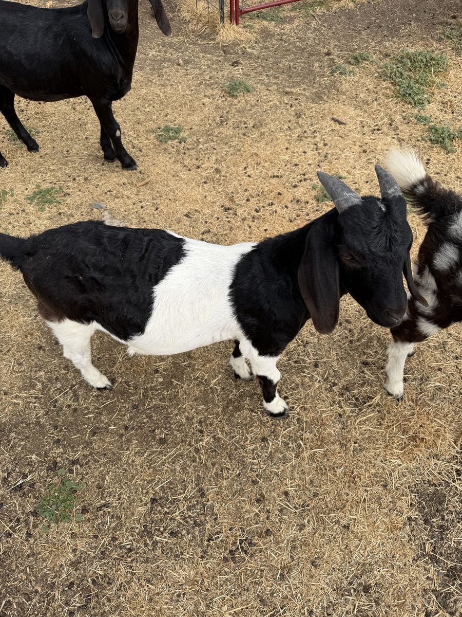Boer wether for sale 