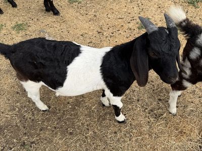 Boer wether for sale