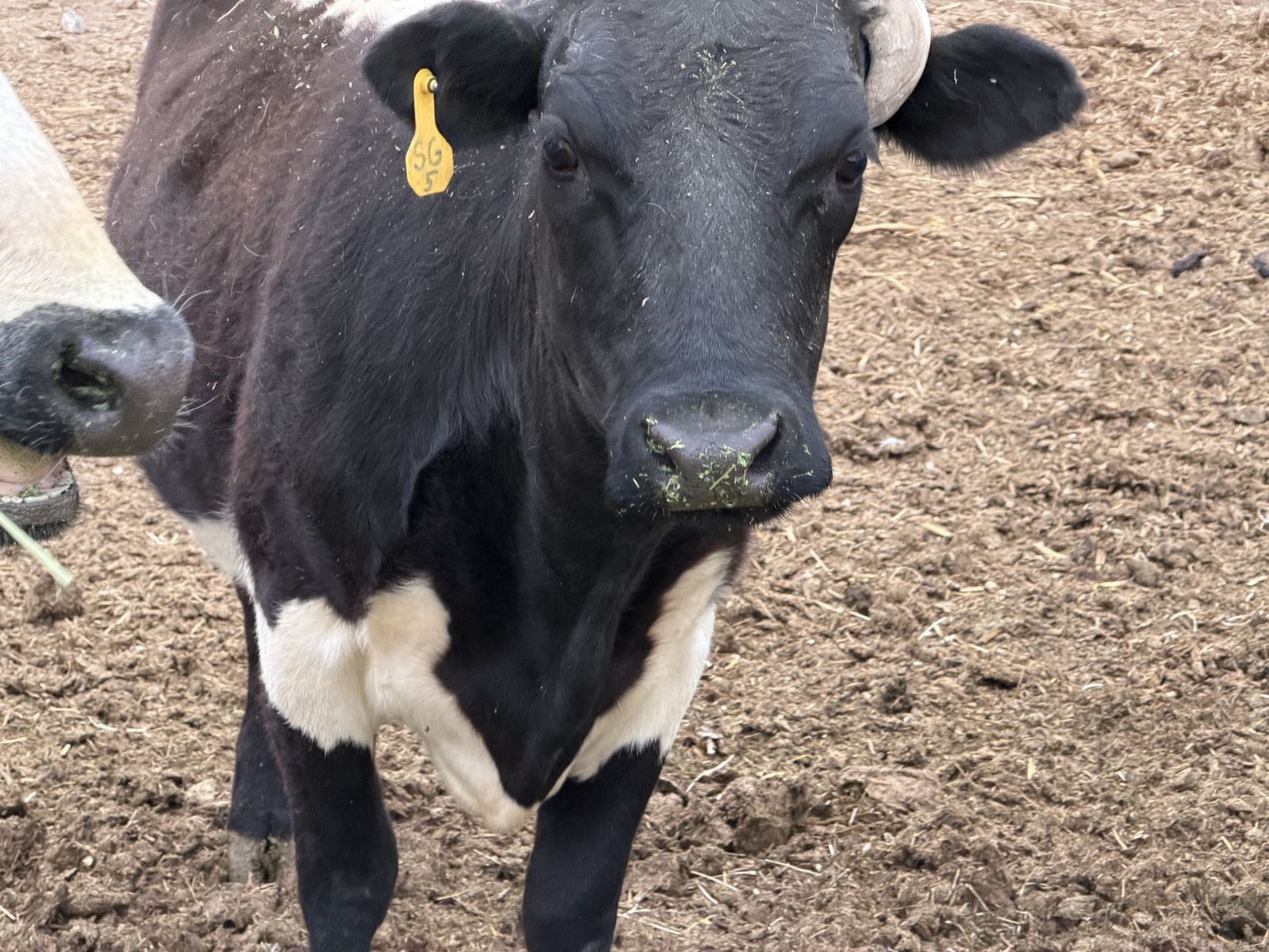 Small Frame British White/ Longhorn