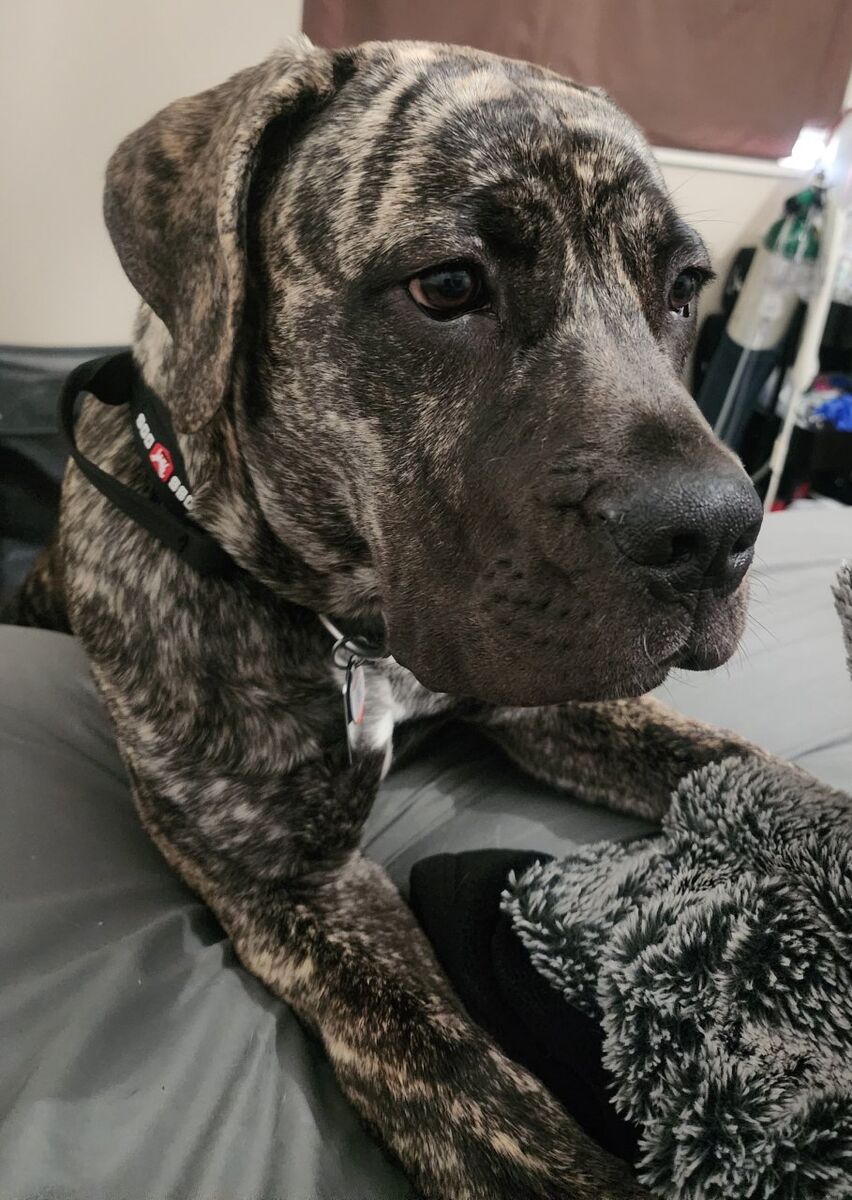 11 Month old South African Boerboel Mastiff