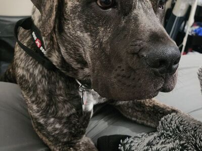 11 Month old South African Boerboel Mastiff