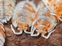 Orange Dalmation 10-$10