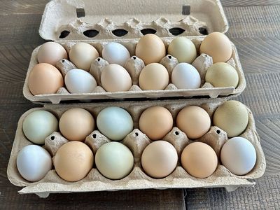 10- 12 packs Chicken Eggs and 1- 12 pack of duck eggs. Ready