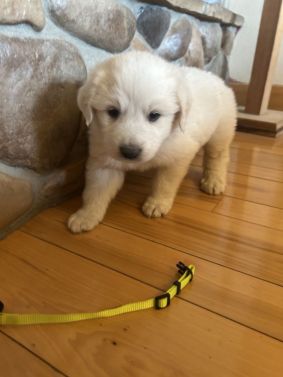 Great Pyrenees puppies