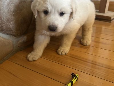 Great Pyrenees puppies