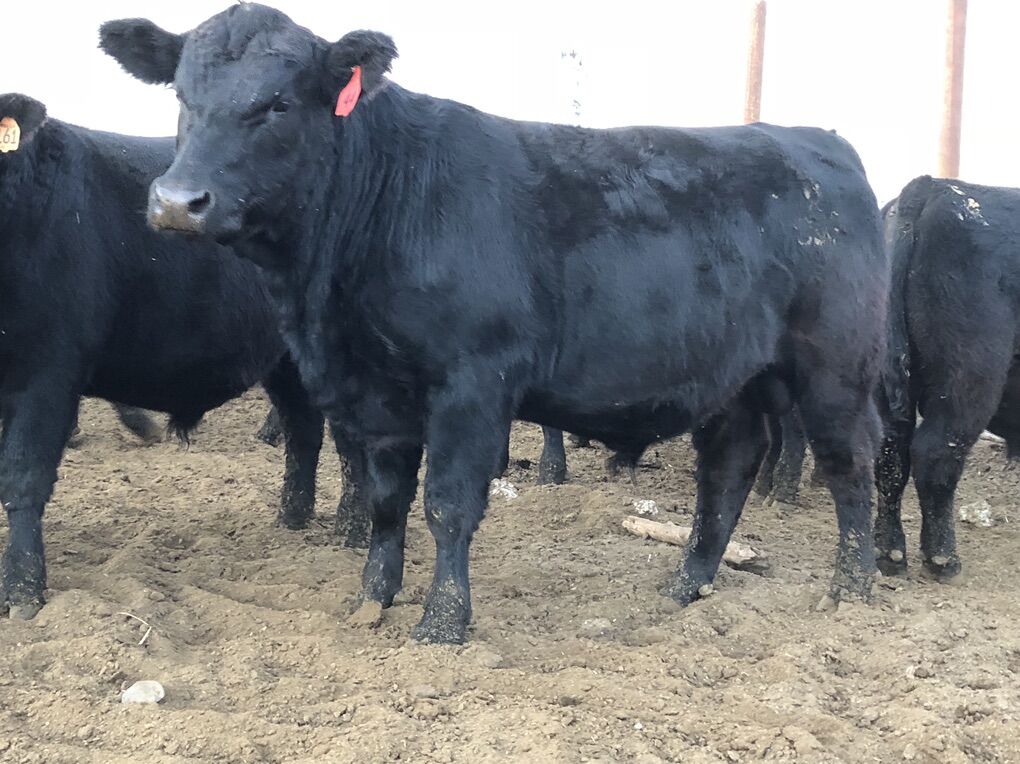 Registered Black Angus 2 Year Old Bulls