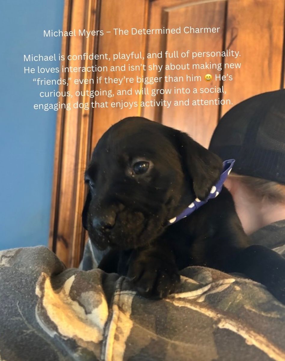 **price reduced!!*** AKC LAB PUPPIES