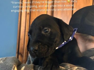 **price reduced!!*** AKC LAB PUPPIES