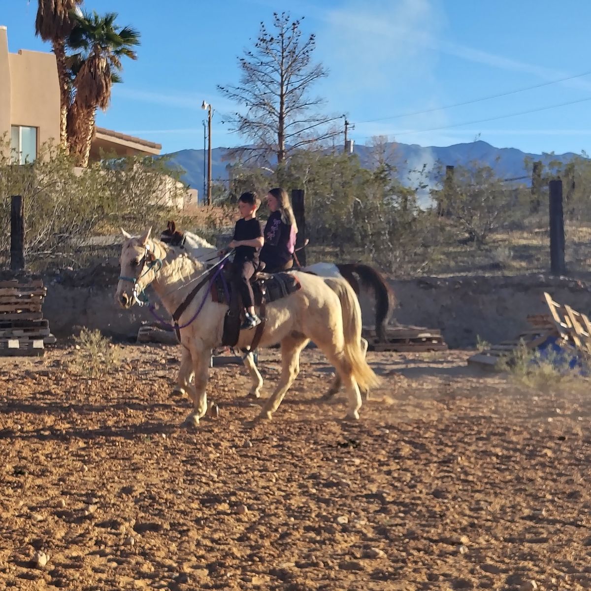 Gaited palomino mare safe for all