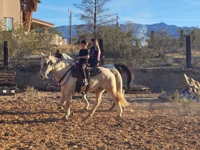 Gaited palomino mare safe for all
