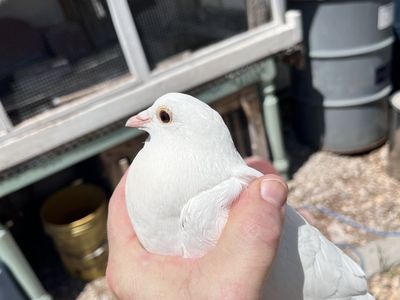 White Homing Pigeons - Healthy & Ready for Training/Release