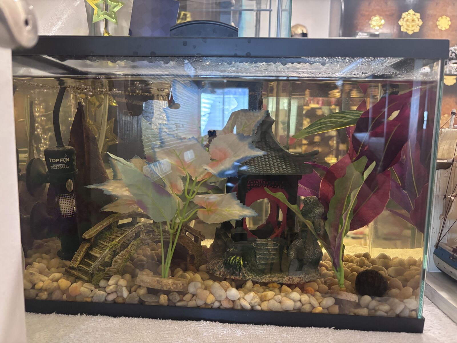 Betta needs a new home