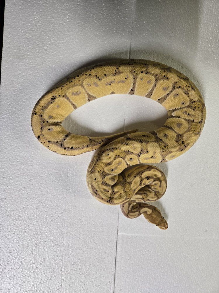 female banana pos het pied (trades?)