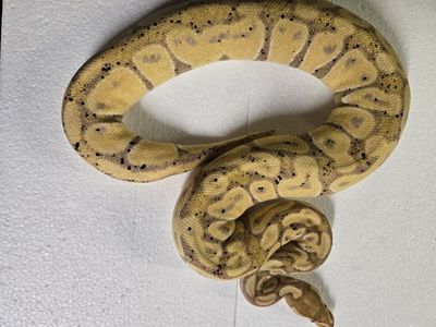 female banana pos het pied (trades?)
