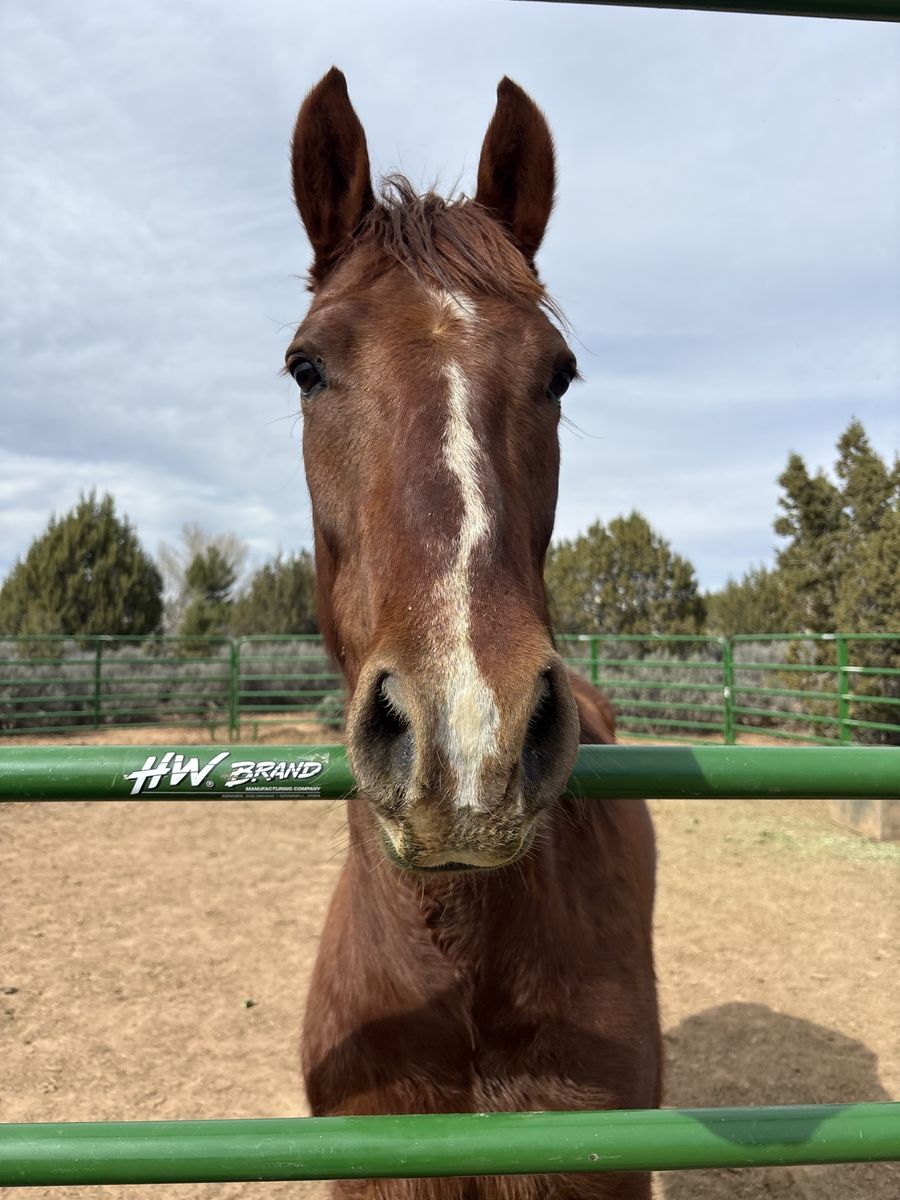 5 year old gelding